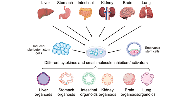 Establishment process of different human organoids