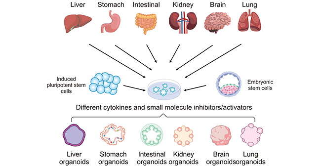 Frontiers Liver Organoids From Fabrication To Application In Liver