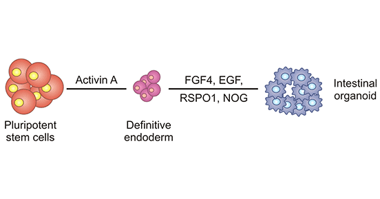 Establishment process of intestinal organoids 