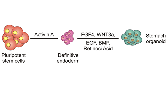 Establishment process of gastric organoids