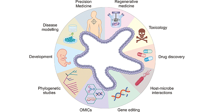 Diverse applications of organoid technology