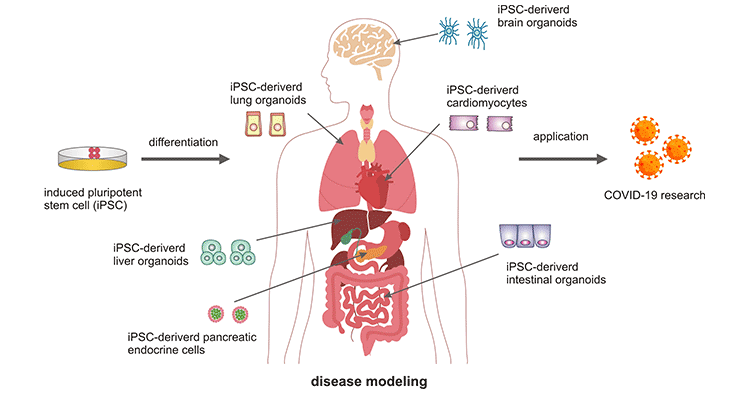 Application of human iPSC-derived organoid models for COVID-19 research