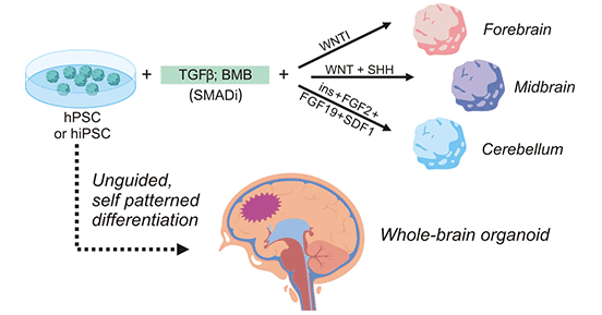 Process of establishment of human brain organoid