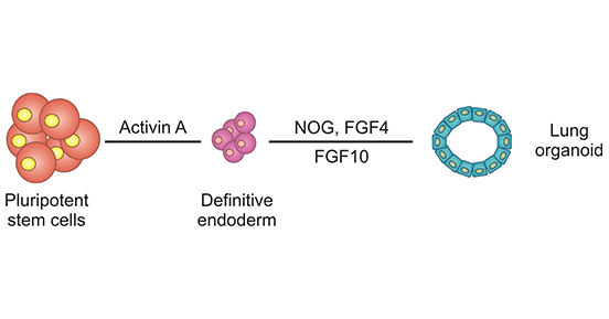 Establishment process of lung organoids