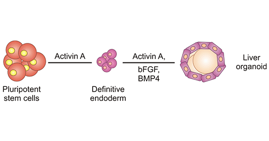 Establishment process of liver organoids