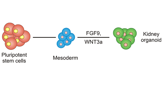 Establishment process of kidney organoids