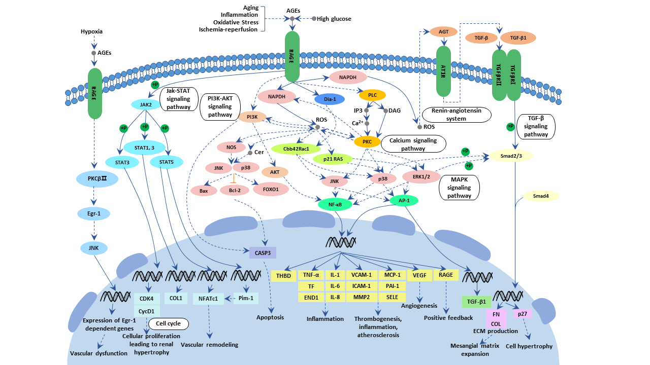 AGE-RAGE signaling pathway in diabetic complications