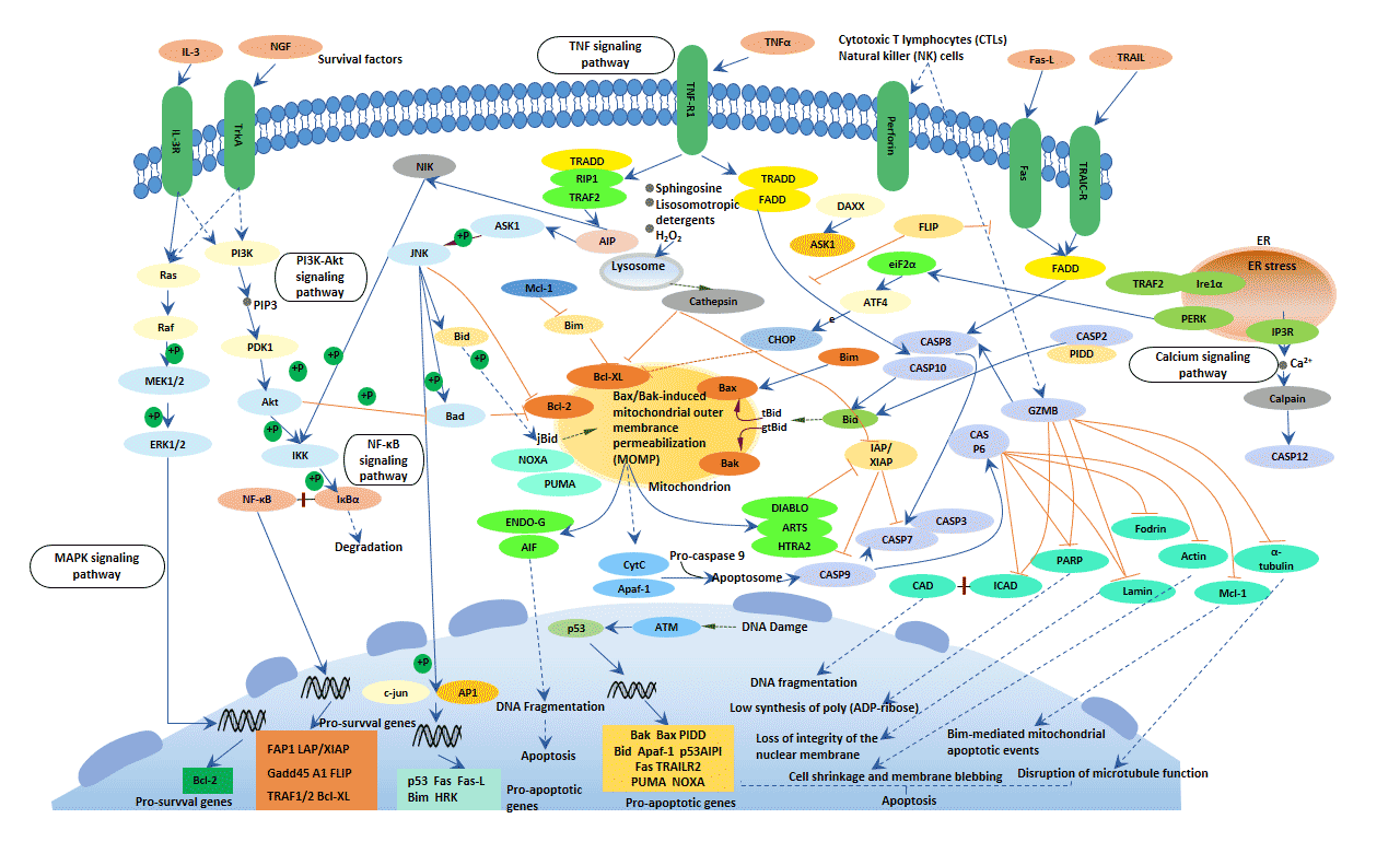 Mechanism Of Apoptosis