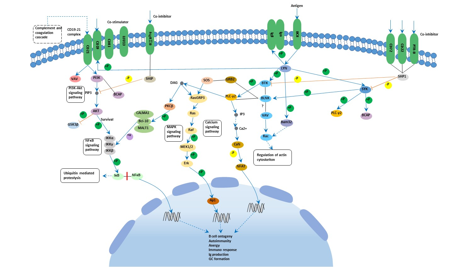 B Cell Activation Pathway