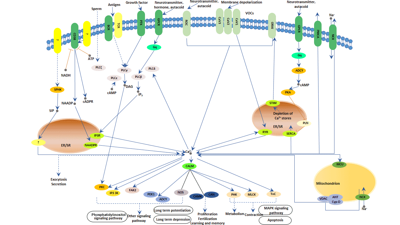 Calcium signaling pathway