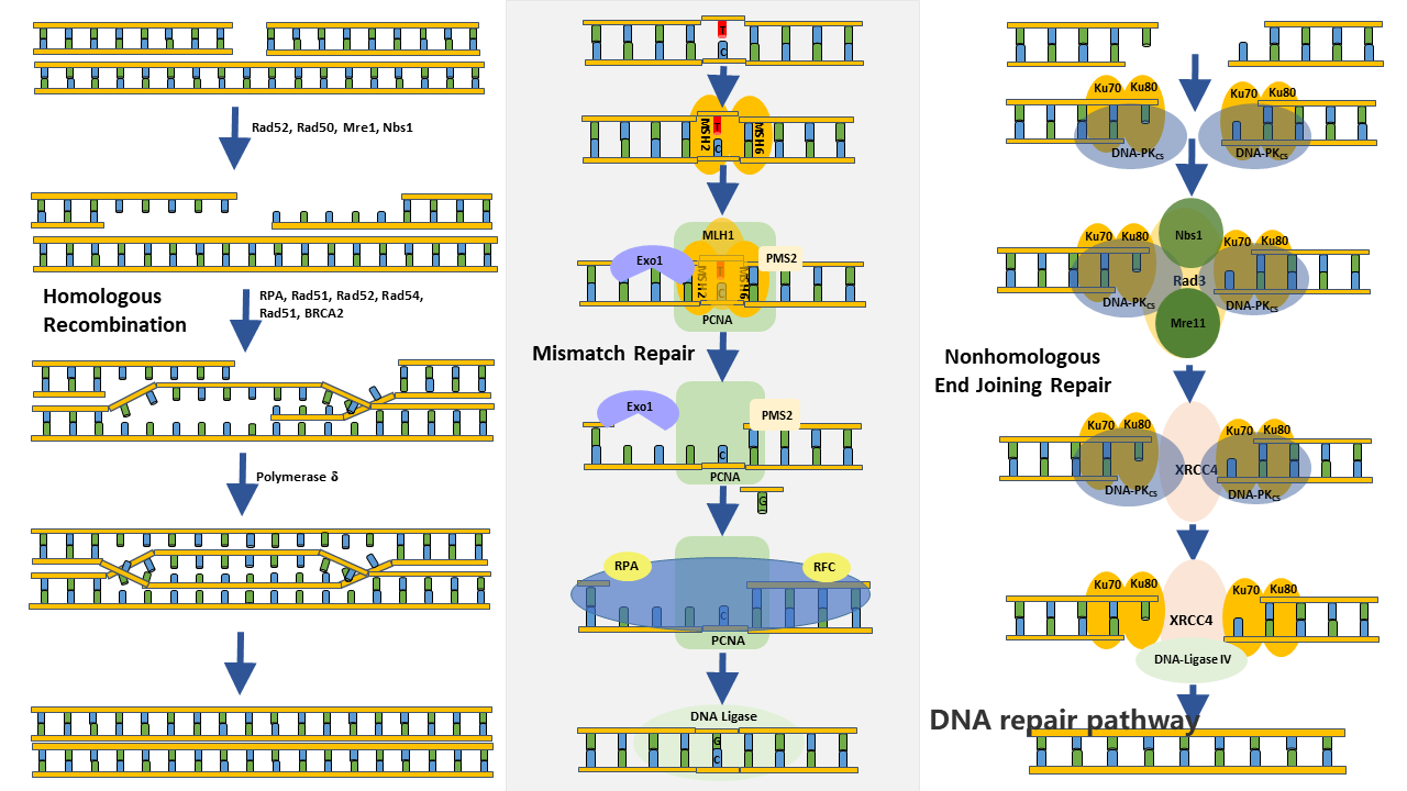 DNA repair systems