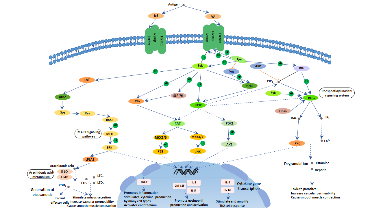Fc Epsilon Ri Signaling Pathway Cusabio