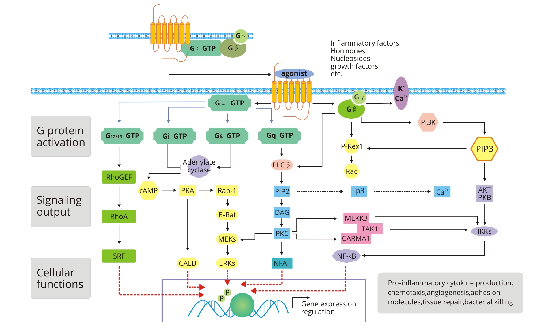 세포 신호 전달 (signal transduction) - ligand, receptor, signaling proteins ...