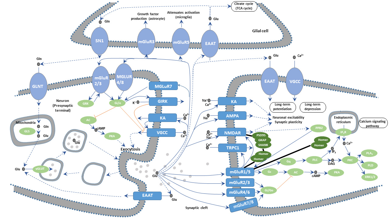 Glutamate transporters: the regulatory proteins for excitatory/excitotoxic  glutamate in brain