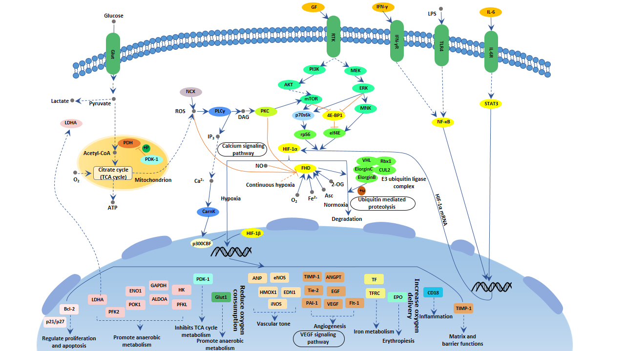 HIF-1 signaling pathway - Cusabio