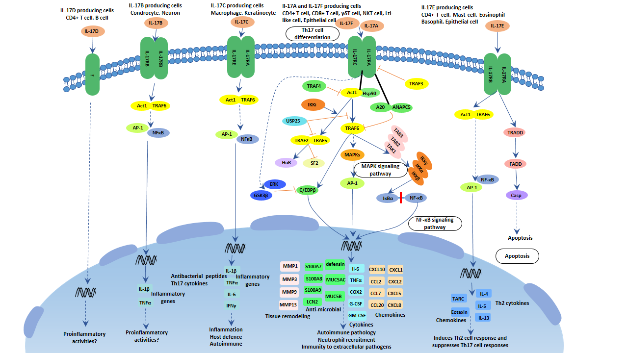 IL-17 signaling pathway