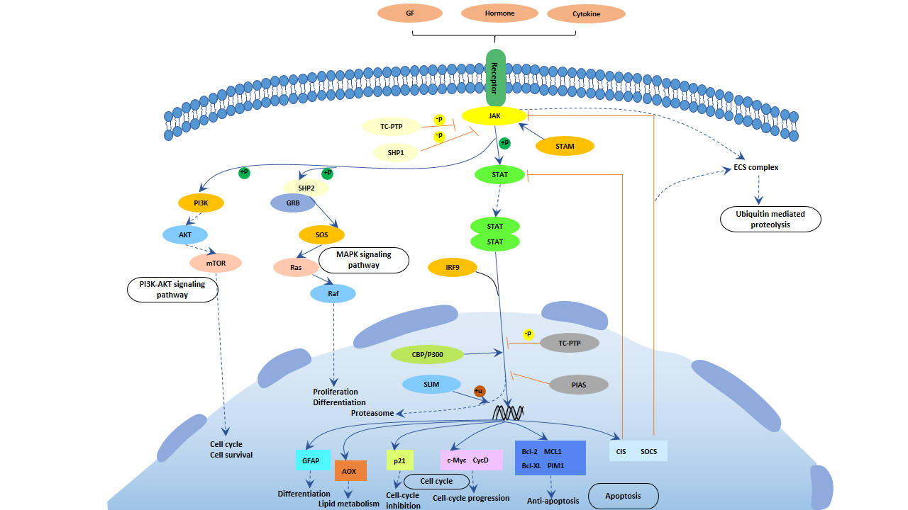 Jak-STAT signaling pathway