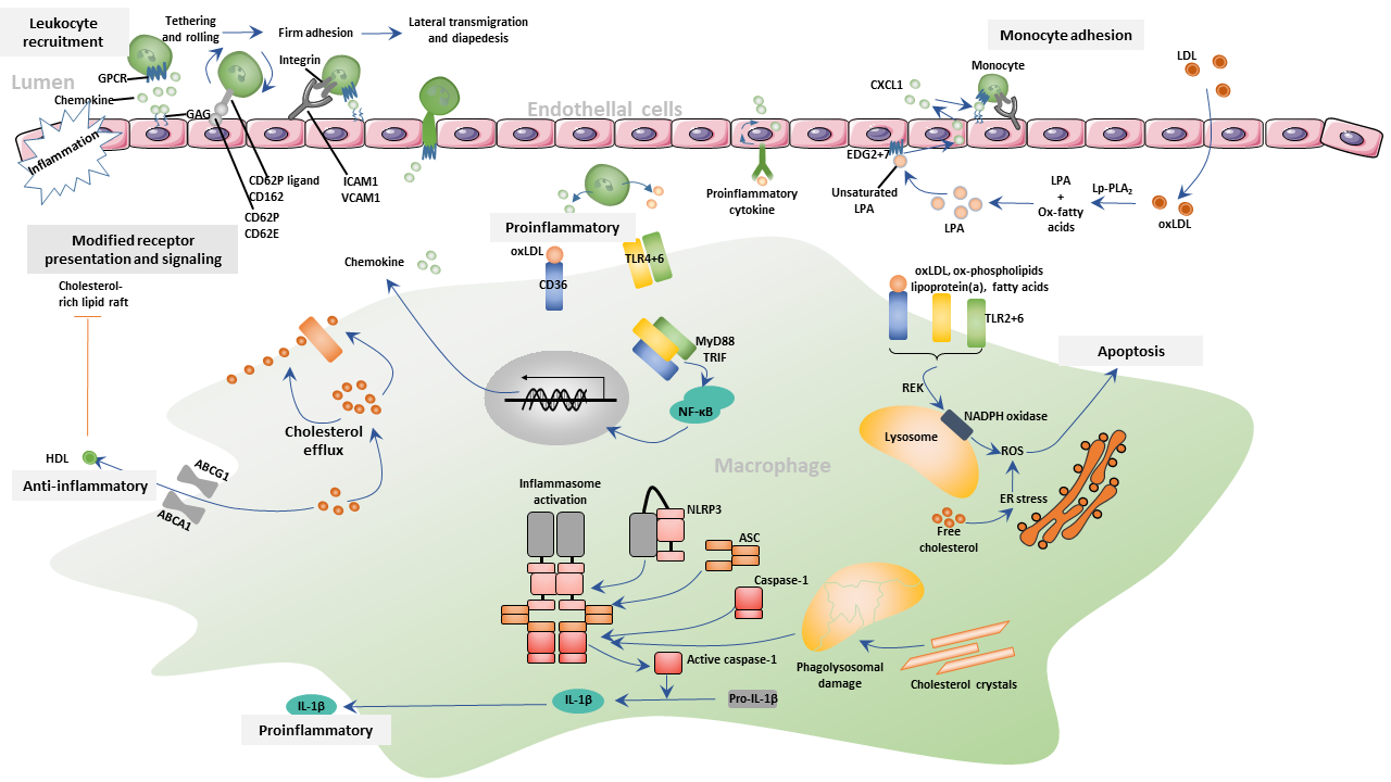 Lipids and Inflammation
in Atherogenesis