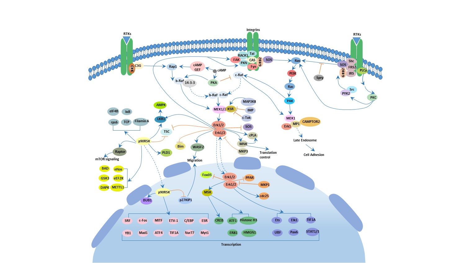 The ERK Signal Transduction Pathway: R&D Systems