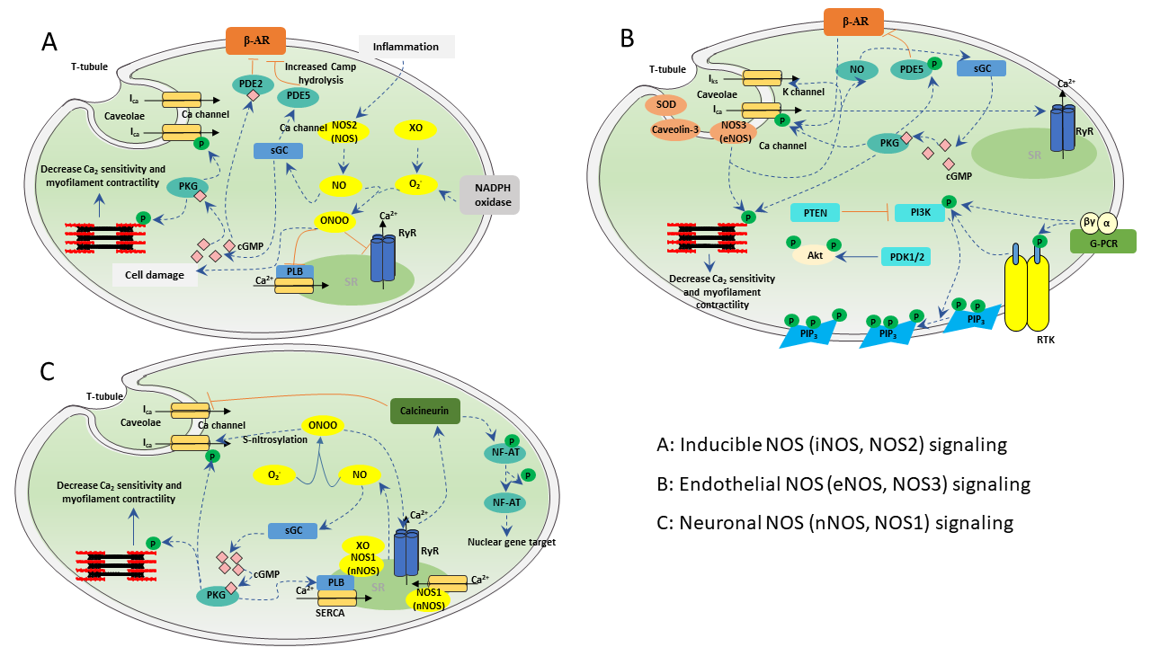 Schematic metabolic pathways of nitric oxide. NO, nitric oxide; ONOO À