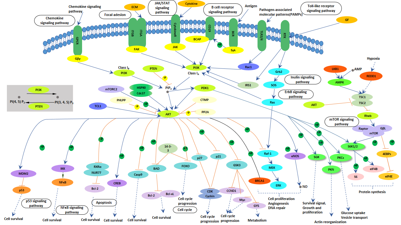 PI3K-Akt signaling pathway