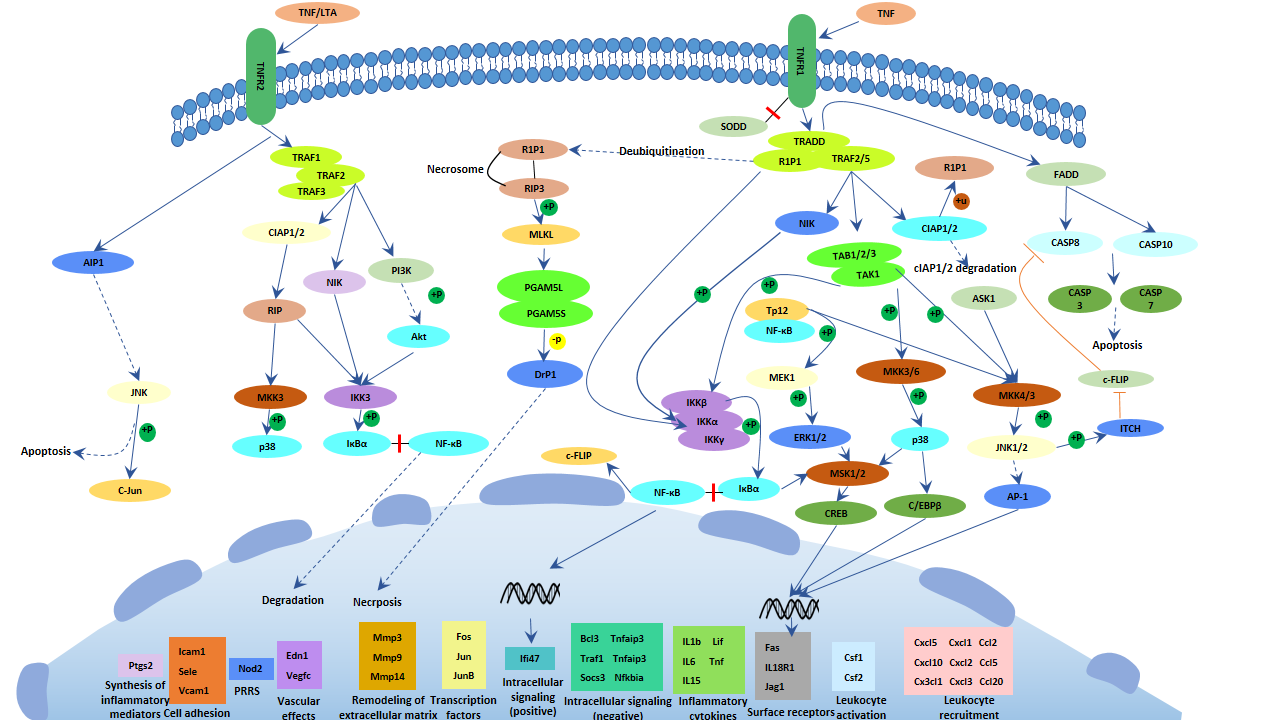 TNF signaling pathway