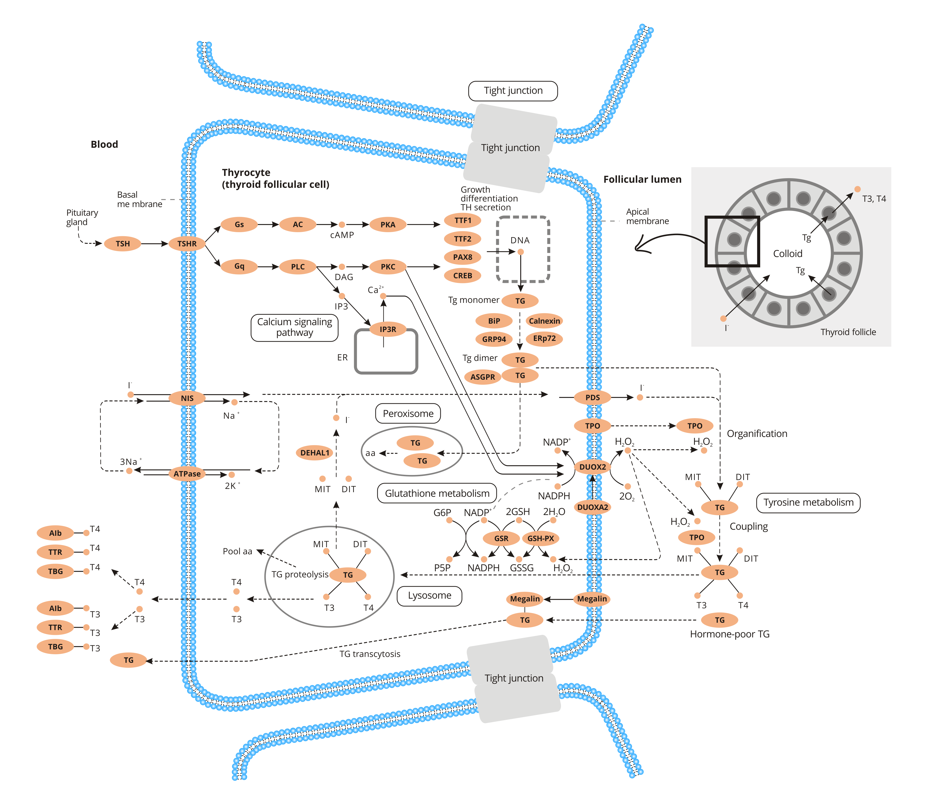 thyroid hormones