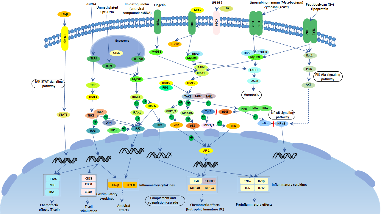 Toll-like receptor signaling pathway