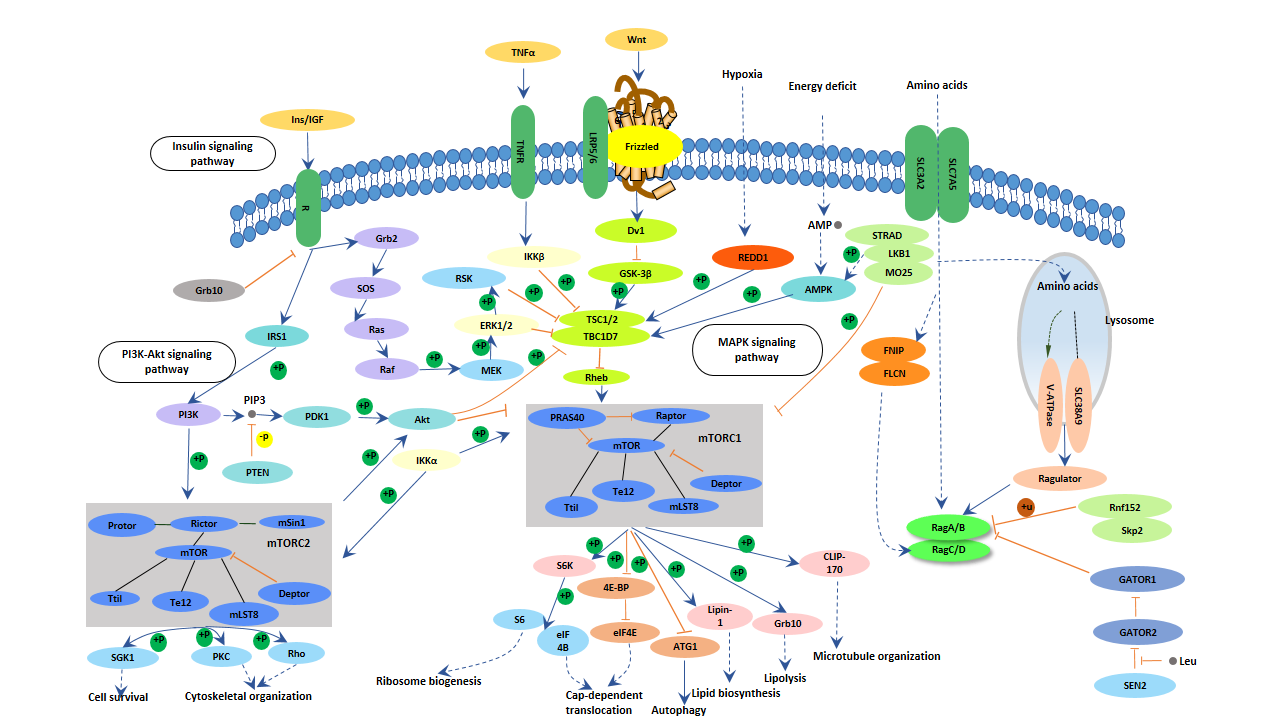 mTOR signaling pathway