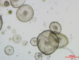 Organoids Derived from Other Animal Species-Pig-derived hepatic organoids
