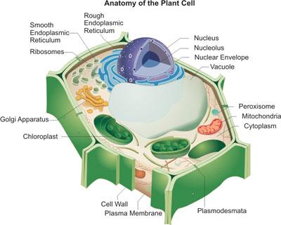 The Typical Structure of Plant Cell