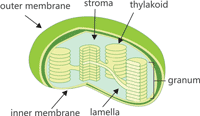 The Structure of Chloroplas