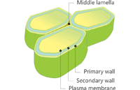 The Structure of Cell Wall