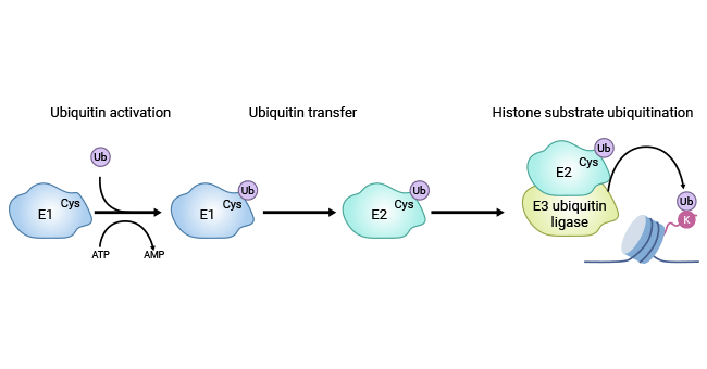 The process of histone mono-ubiquitylation