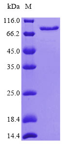 Molecular Detection