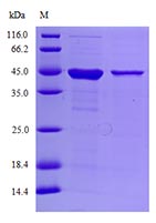 Protein Purity Detection