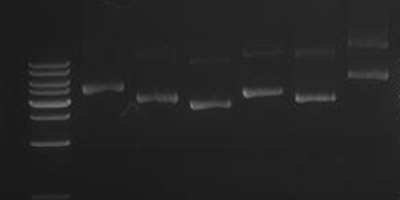 Plasmids extracted with the CUSABIO Plasmid DNA Purification Maxiprep Kit at a supersampling volume of 1 ug