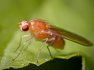 Drosophila