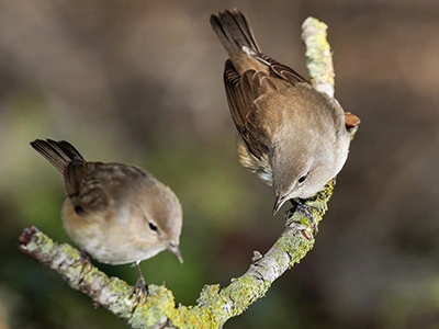 Aves (Birds)