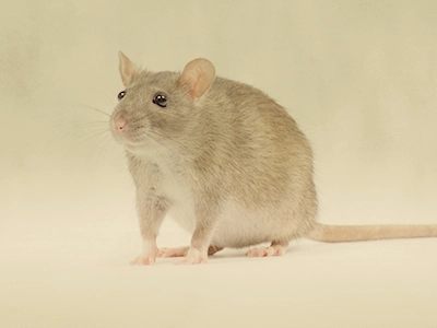 Norwegian Rats