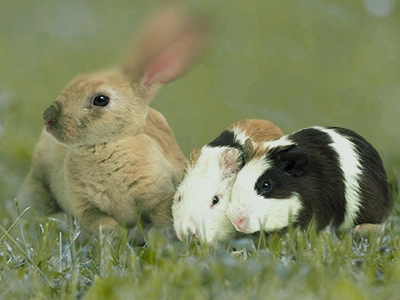 Rare Mammals