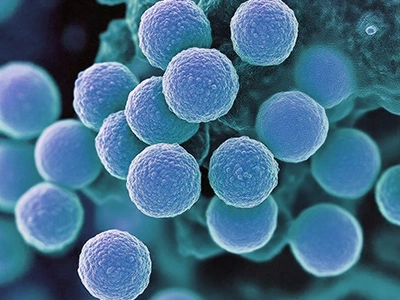 Staphylococcus