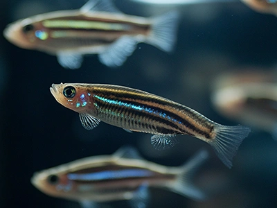 Zebrafish