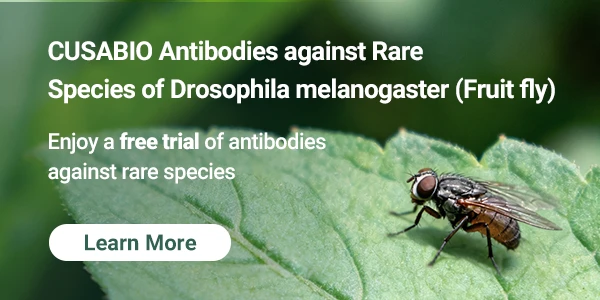 CUSABIO Antibodies against Rare Species of Drosophila melanogaster