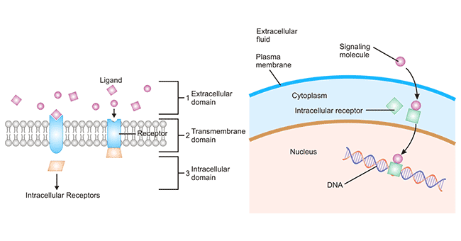 Cell Surface Receptors and Internal Receptors