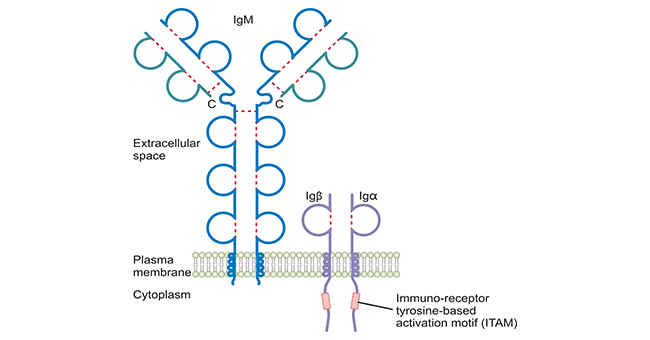 The structure of BCR