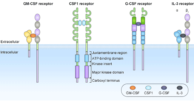 The structures of CSF receptors