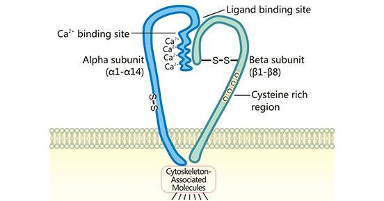 The typical structure of integrin