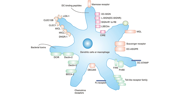 Schematic representation of dendritic cells expressing a number of different cell surface receptors which are targets for antigen targeting therapies.