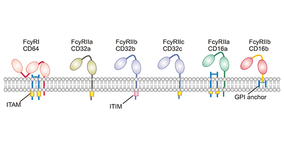 The structure of Fc gamma receptors